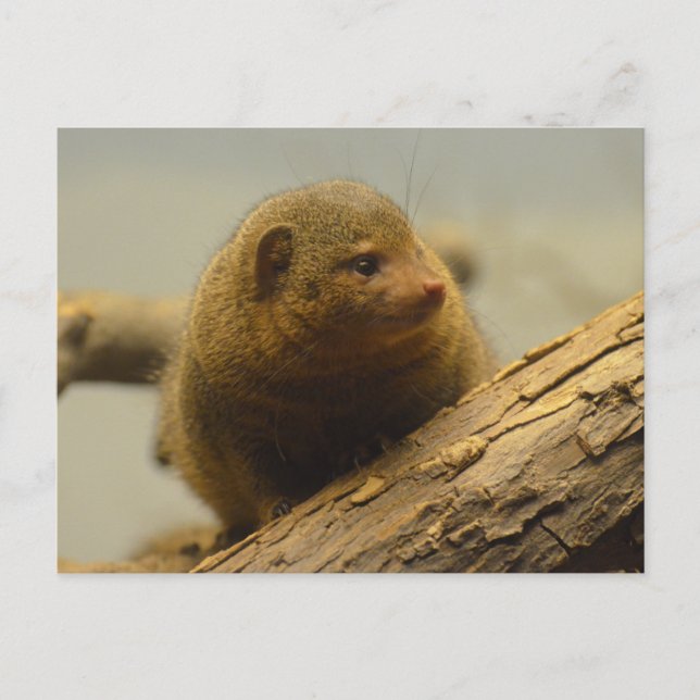 Mongoose a Tree Branch Postkarte (Vorderseite)
