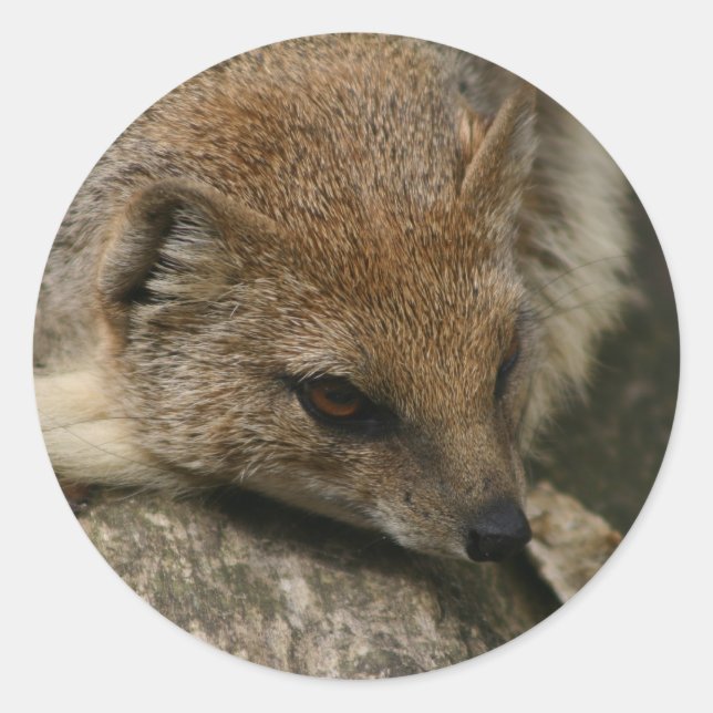 Mongoose Closeup-Aufkleber Runder Aufkleber (Vorderseite)