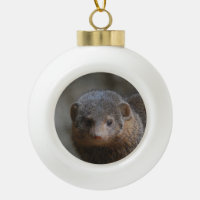 Mongoose