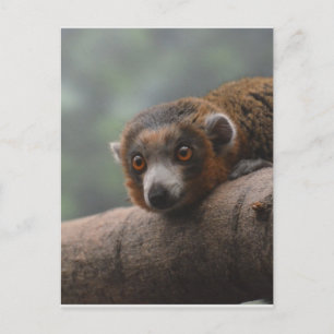 Mongoose Lemur Postkarte