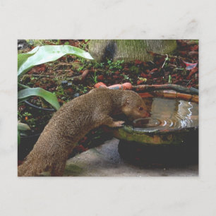 Mongoose Wildlife Happy Hour Postkarte