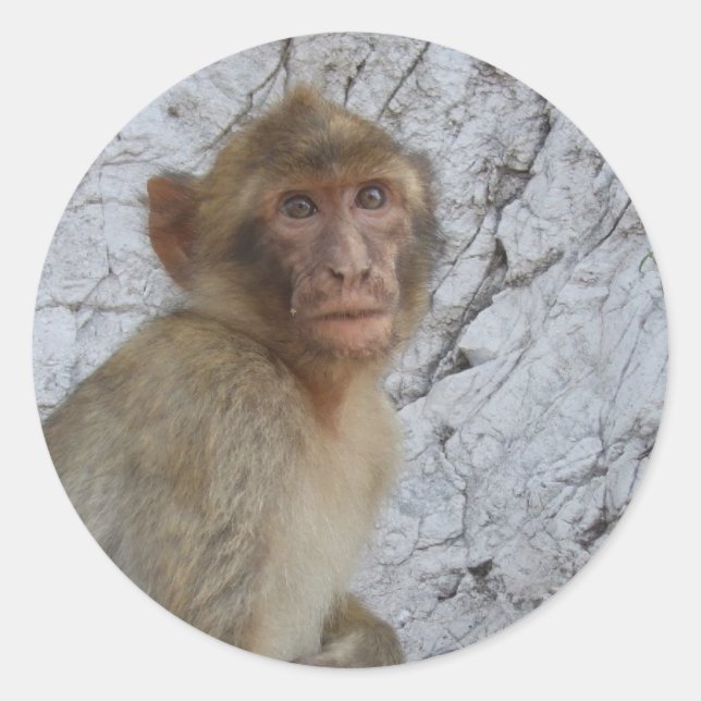 Monkey-Aufkleber von Gibraltar Runder Aufkleber (Vorderseite)