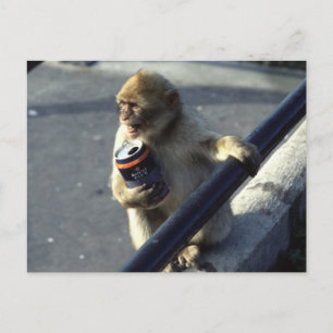 Monkey Drinking (Begriffsklärung) Postkarte