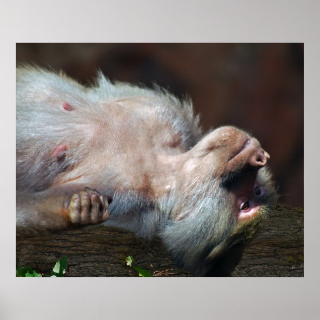 Monkey fröstelt nur poster (Vorne)