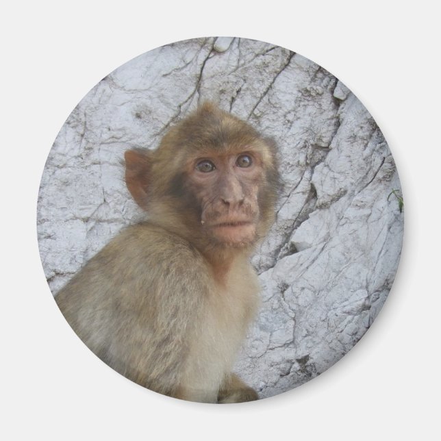 Monkey-Magnet Magnet (Vorne)