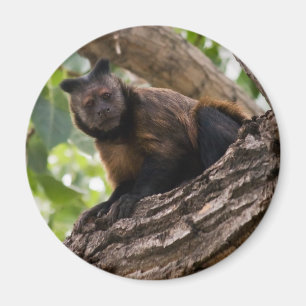 Monkey-Magnet Magnet