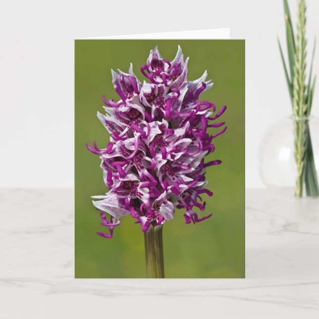 Monkey Orchid - Grußkarte Karte (Vorderseite)