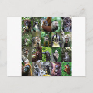 Monkey-Primat Postkarte