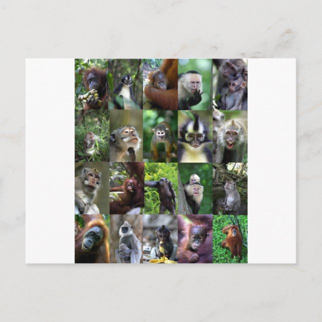 Monkey-Primat Postkarte (Vorderseite)