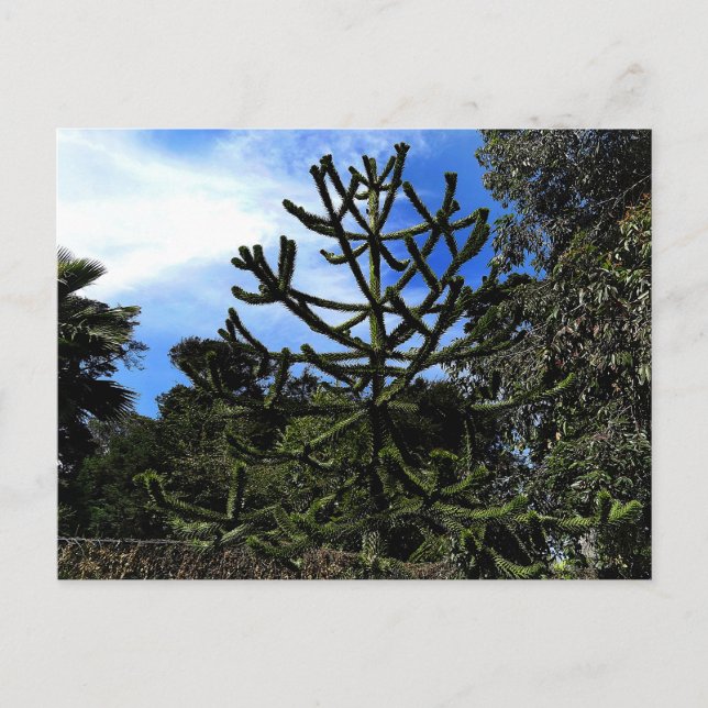 Monkey Puzzle Tree #1 Postkarte (Vorderseite)