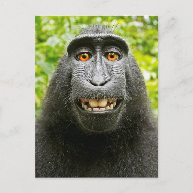Monkey Selfie Postkarte (Vorderseite)