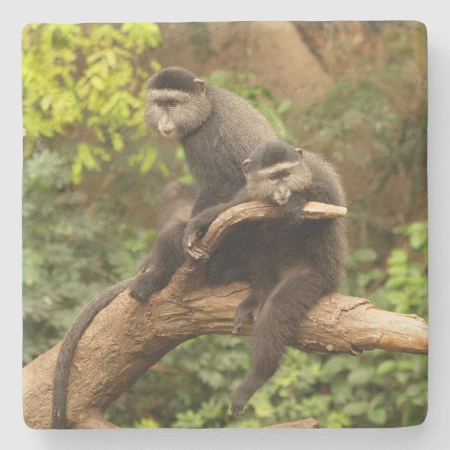 Monkey Square Untersetzer (Vorderseite)