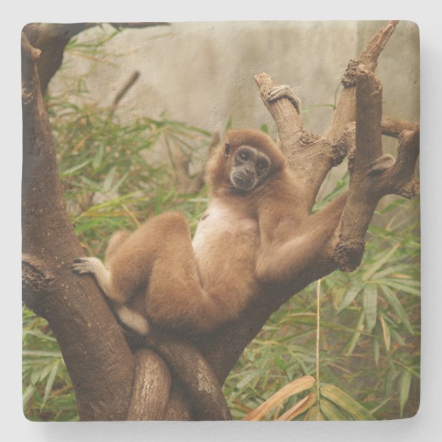 Monkey Square Untersetzer (Vorderseite)