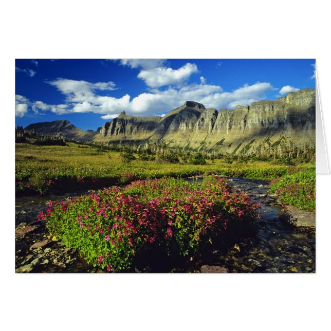 Monkeyblumen am Logan Pass im Glacier National (Vorderseite (Horizontal))