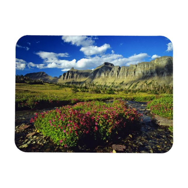 Monkeyblumen am Logan Pass im Glacier National Magnet (Horizontal)