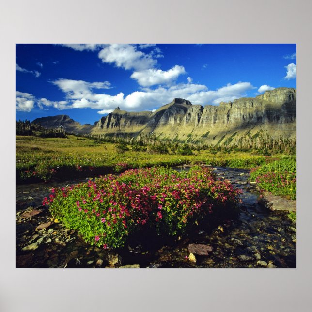 Monkeyblumen am Logan Pass im Glacier National Poster (Vorne)