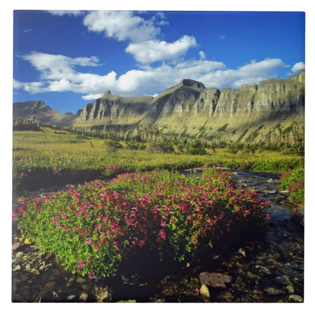 Monkeyblumen am Logan Pass im Gletscher National Fliese (Vorderseite)