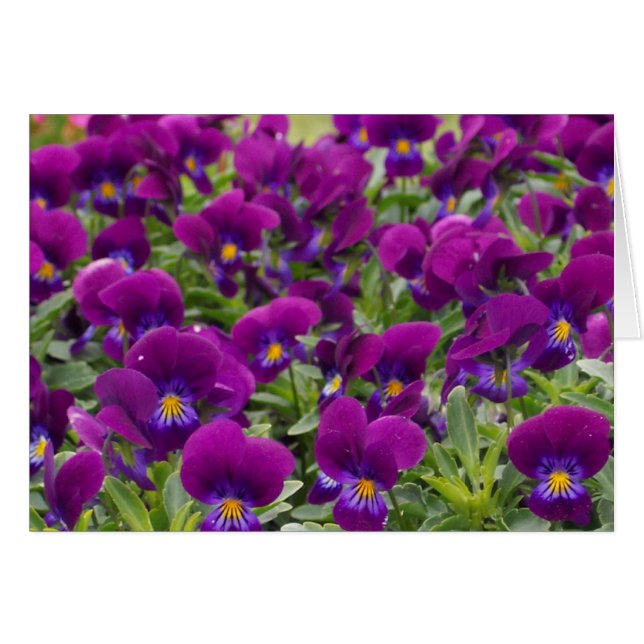 monkeyfaces (Vorderseite (Horizontal))