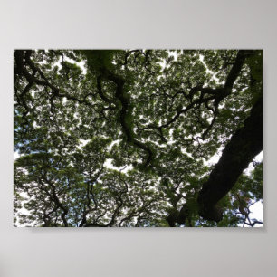 Monkeypod-Blätter Poster