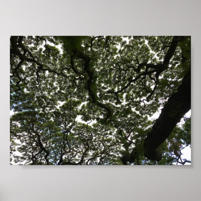 Monkeypod-Blätter Poster (Vorne)