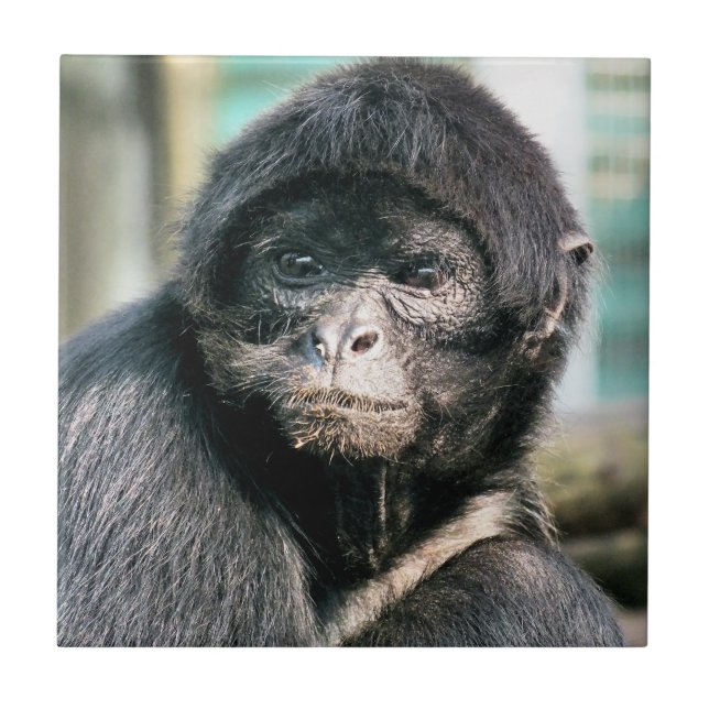 MONKEYS FLIESE (Vorderseite)