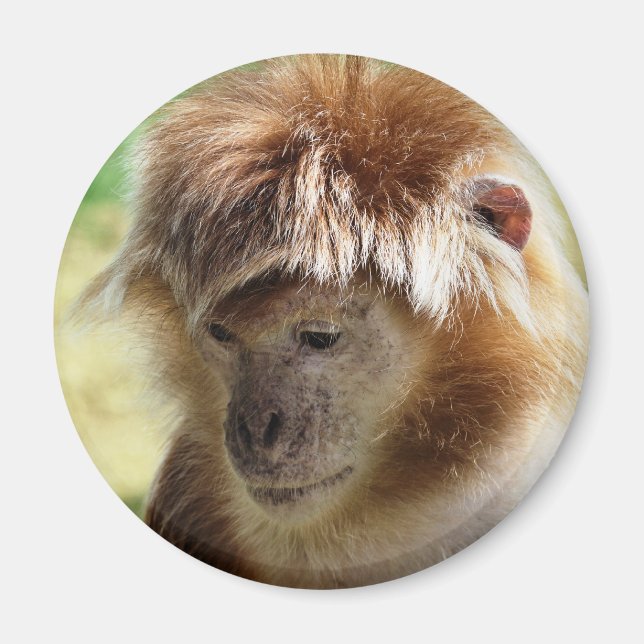 MONKEYS MAGNET (Vorne)
