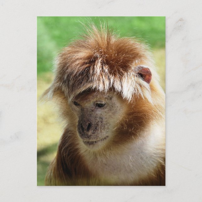 MONKEYS POSTKARTE (Vorderseite)