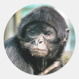 MONKEYS RUNDER AUFKLEBER