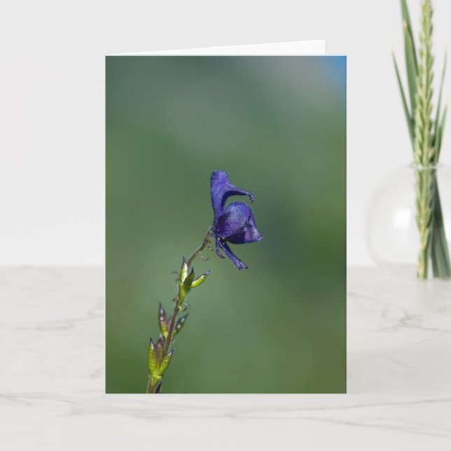 Monk'shood1 Karte (Vorderseite)