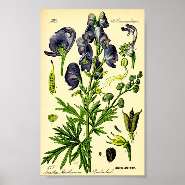 Monkshood (Aconitum napellus) Poster (Vorne)