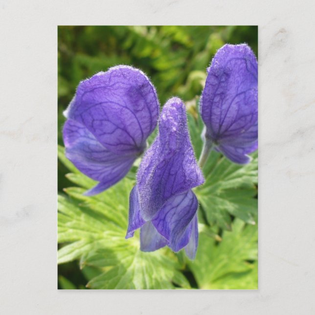 Monkshood-Blüten, Insel Unalaska Postkarte (Vorderseite)