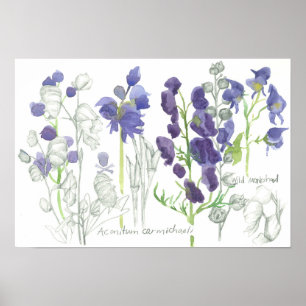 Monkshood Giftige Pflanze Botanische Studie Poster
