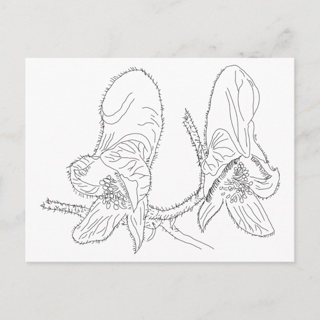 Monkshood Illustration Postkarte (Vorderseite)
