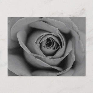 Monochromatische Rose Postkarte