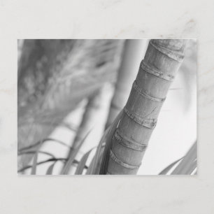 Monochrome Bamboo Postkarte