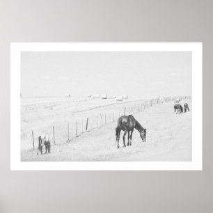 Monochrome Black White Rural Landscape Wild Horses Poster