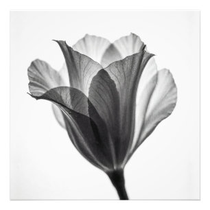 Monochrome botanische Kunstfotografie Fotodruck