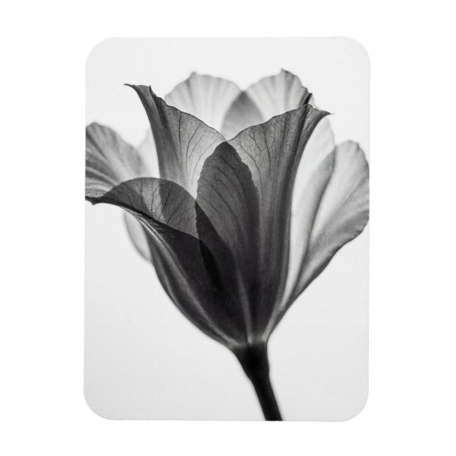 Monochrome botanische Kunstfotografie Magnet (Vertikal)