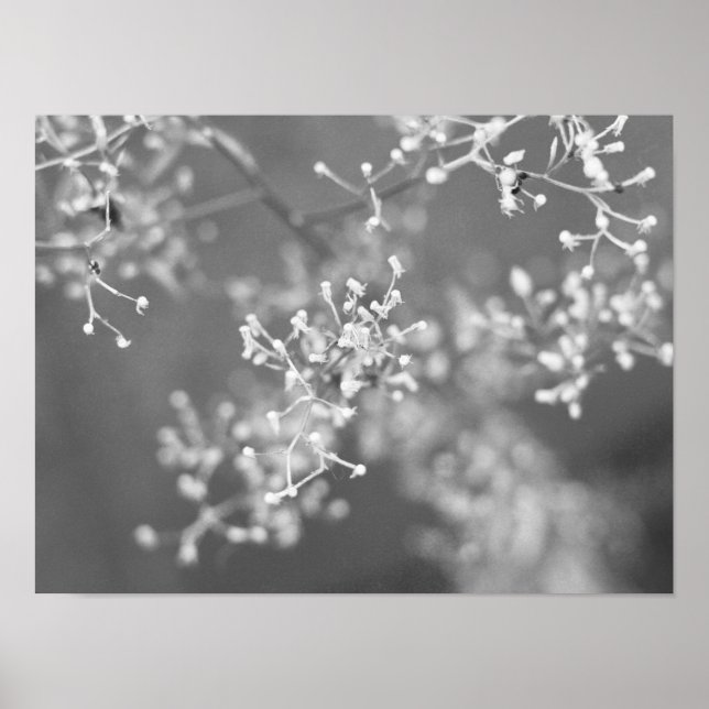 Monochrome Meadow Poster (Vorne)