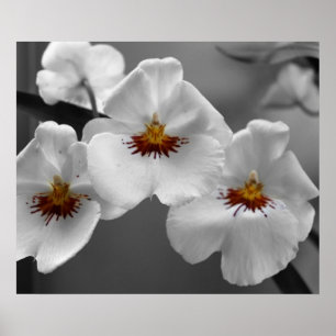 Monochrome Orchideen Poster