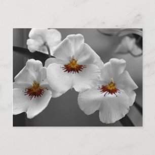 Monochrome Orchideen Postkarte