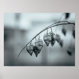 Monochrome Samenkapseln an einem regenfeuchten Ast Poster