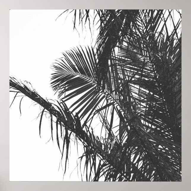 Monochrome Schwarz-weiße Palm Tree-Blätter Poster (Vorne)
