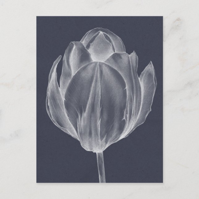 Monochrome Tulip I Postkarte (Vorderseite)