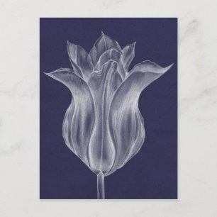 Monochrome Tulip III Postkarte