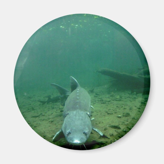 Monster beobachten magnet (Vorne)