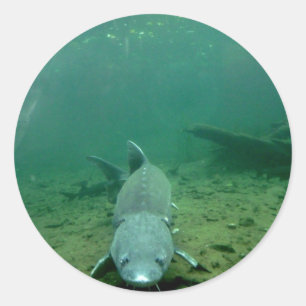 Monster beobachten runder aufkleber