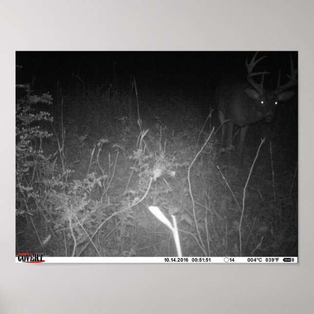 Monster Trail Camera Buck Poster (Vorne)