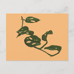 Monstera Adanosii Pflanze Illustration Grün Postkarte