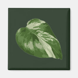 Monstera Albo Blatt — seltene Panaschierung  Magnet